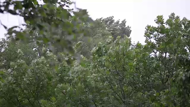 森林的雨视频素材