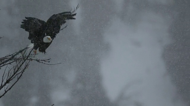 在蛇河峡谷的暴风雪中，一只秃鹰(Haliaeetus leucocephalus)从树上飞下来视频素材