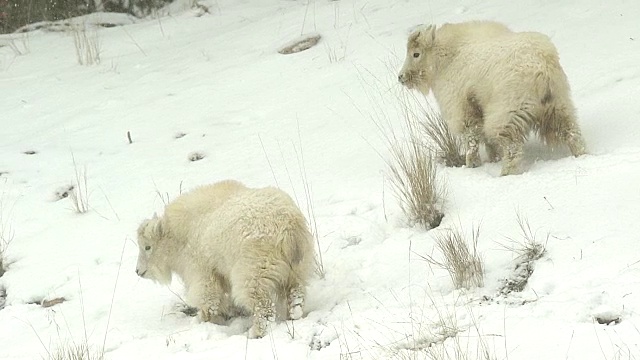 MS拍摄了2只岩石山山羊(Oreamnos americanus)在暴风雪的山坡上放牧视频素材