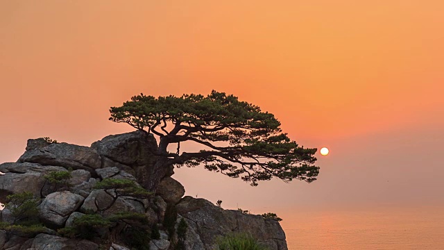 宁静的日出和松树景色视频素材