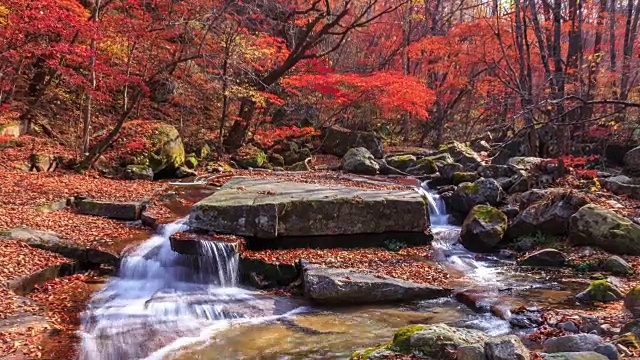 山谷周围的枫树在班台山视频素材