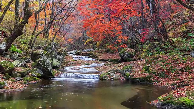 山谷周围的枫树在班台山视频素材