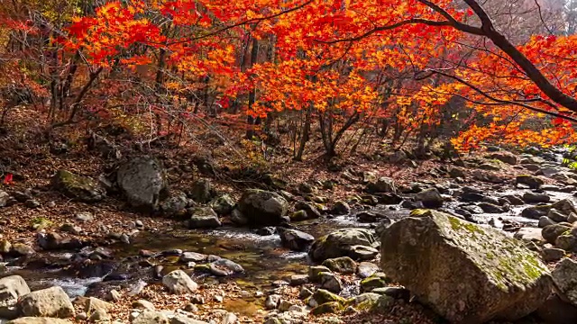 山谷周围的枫树在班台山视频素材