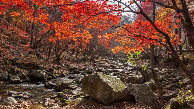 山谷周围的枫树在班台山视频素材