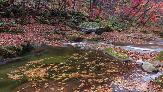 秋天的班台山，落叶在水中打旋视频素材