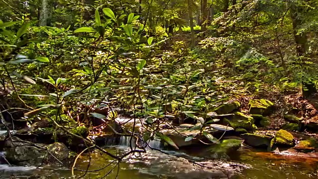 河流和森林岩石视频素材