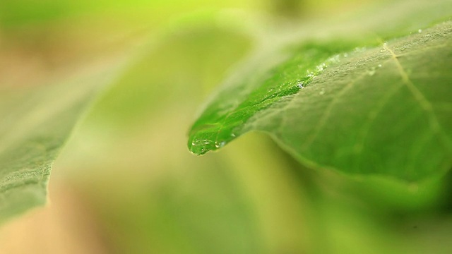 水滴在离开视频素材