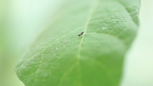 蚂蚁休假视频下载