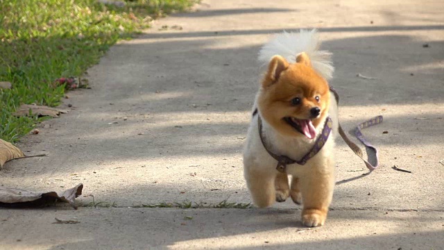 博美犬慢跑，慢动作视频素材