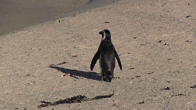 在海滩上行走的非洲企鹅视频下载