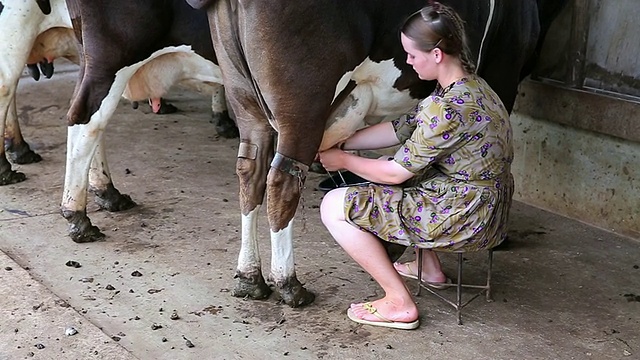 Mennonite女士挤奶母牛/马尼托巴社区，靠近圣克鲁斯德拉塞拉，玻利维亚视频素材