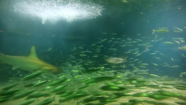 鲨鱼，蝠鲼和许多小鱼在水族馆里游泳，东京，日本视频素材