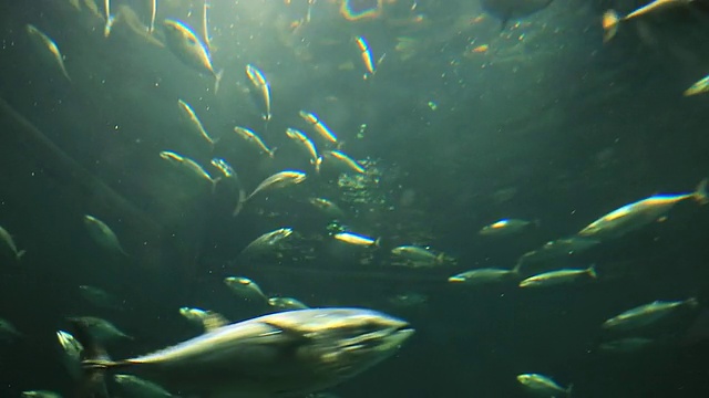 在日本东京，Kasai水族馆中游泳的鱼的照片视频素材