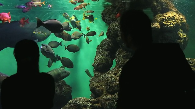 这是两个人在水族馆看鱼的照片/ Kasai，东京，日本视频素材