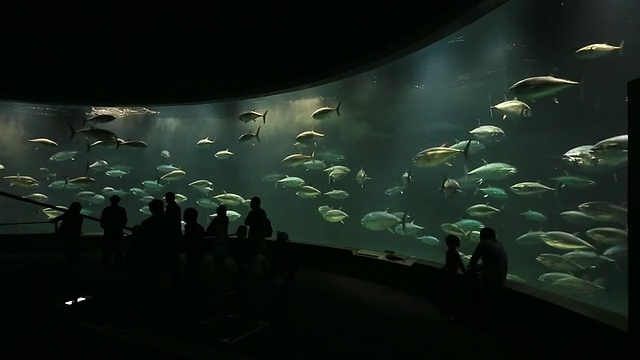 日本东京，人们在水族馆观看黑色的大鱼游泳视频素材