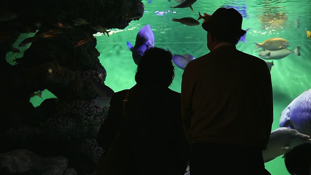 日本东京，人们在水族馆看鱼的照片视频素材