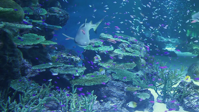 鱼和鲨鱼在水族馆游泳的照片/ Sinagawa，东京，日本视频素材