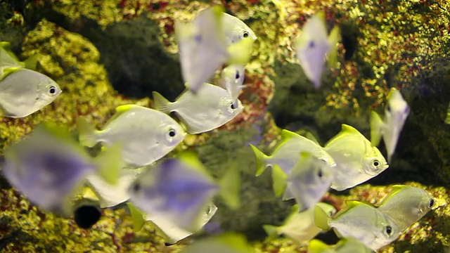 黄色的鱼在水族馆游泳/ Sinagawa，东京，日本视频素材