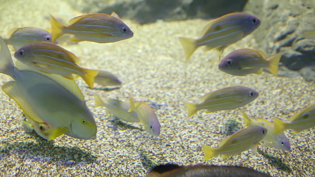 鱼在水族馆游泳的照片/ Sinagawa，东京，日本视频素材