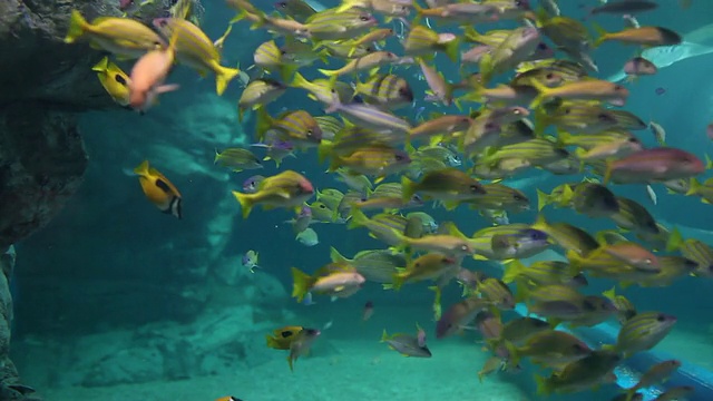 鱼和鲨鱼在水族馆游泳的照片/ Sinagawa，东京，日本视频素材