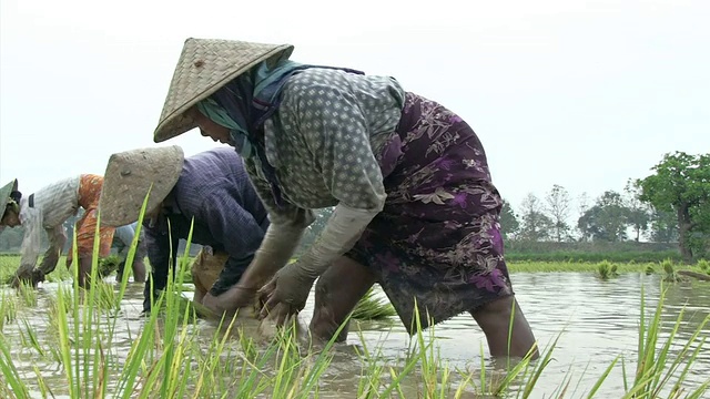 缅甸曼德勒省，缅甸曼德勒省，拍摄的是在一个米饼里工作的妇女视频素材