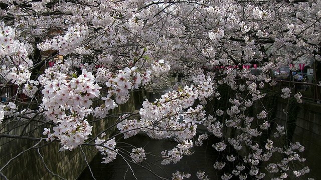 日本的春天，樱花和河流/目黑区，东京，日本视频素材