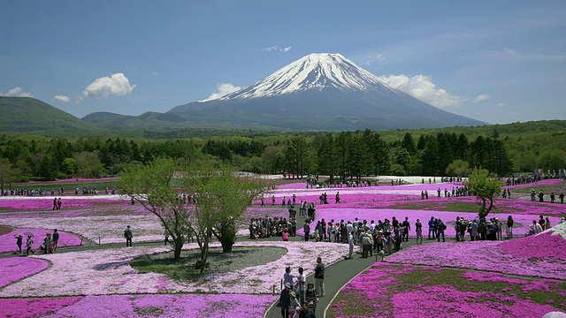 富士山和苔藓夹竹桃/元津，山梨县，日本视频素材