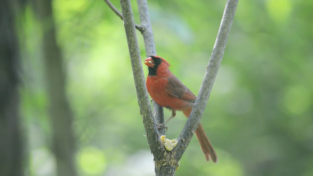 美国印第安纳州瓦尔帕莱索市，雄性红衣主教(Cardinalis Cardinalis)吃自制的板油视频素材