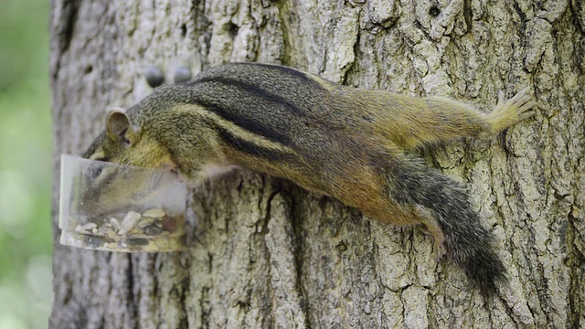 WS View of Eastern chipmunk (Tamius striatus)收集种子和花生片从杯子附在树上/瓦尔帕莱索，印第安纳州，美国视频素材