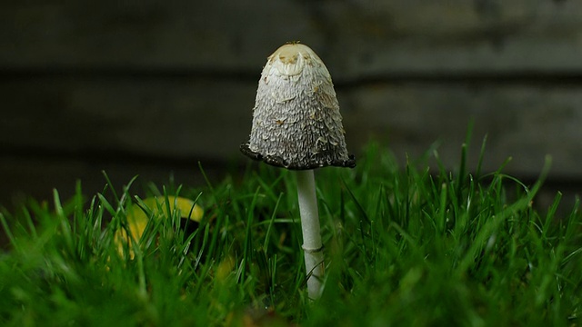 “cutu T/L的毛毛墨帽蘑菇鸡腿菇(Coprinus comatus)，随着真菌的自动消化和向上卷曲，在背面有栅栏的草地上显示出墨色的孢子/大伦敦，大伦敦，英国”视频素材