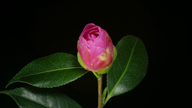 在黑色的背景下，花蕾雄蕊露出深绿色蜡质叶片，茶花在工作室中开放。/大伦敦，英国视频素材