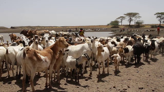 肯尼亚，Laikipia区，Nanyuki, Kisargei的演讲部落视频素材