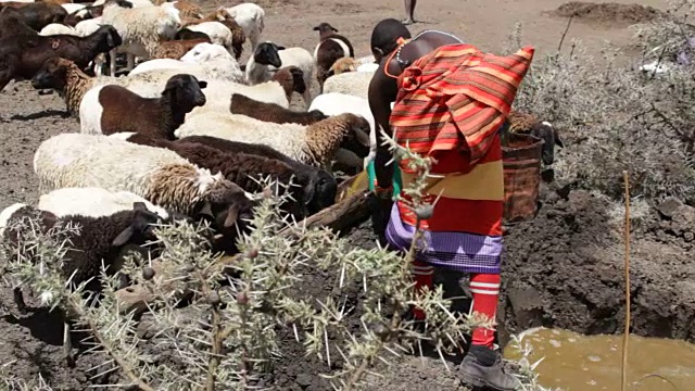 肯尼亚，Laikipia区，Nanyuki, Kisargei的演讲部落视频素材