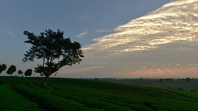 清晨的日出在茶园视频素材