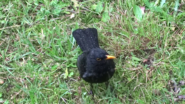 黑鸟在雨中视频下载