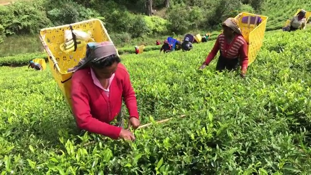 斯里兰卡的妇女在采茶视频素材