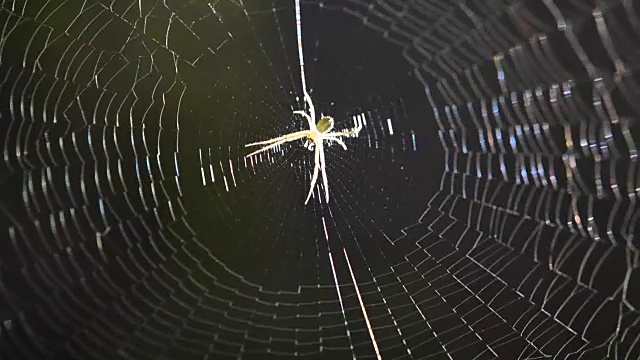 蜘蛛在网上。视频素材