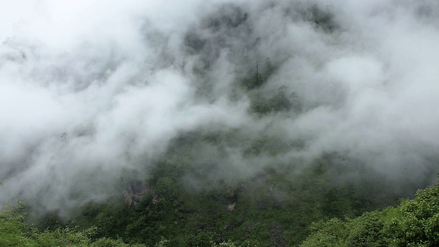 mystery-fog和森林视频下载