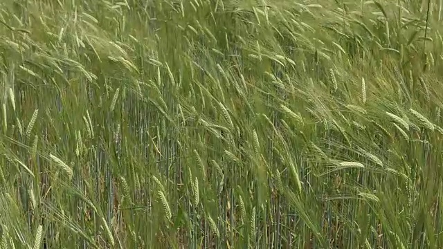 风中的麦田视频素材