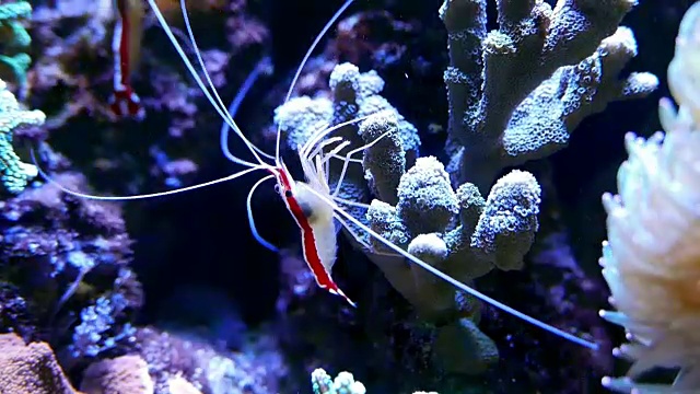 水族馆的珍奇鱼类视频素材