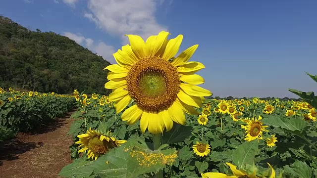 背景山上的向日葵视频素材