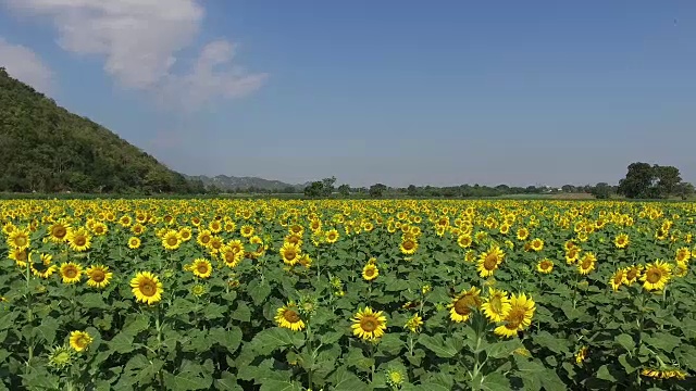 背景山上的向日葵视频素材