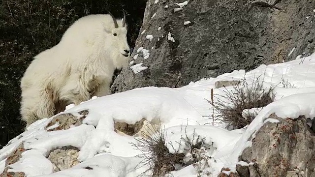 这张照片拍摄的是一只站在岩架上摇晃的岩石山山羊视频素材