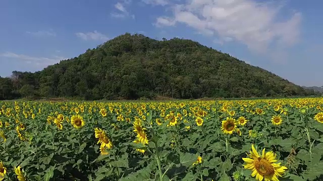 背景山上的向日葵视频素材