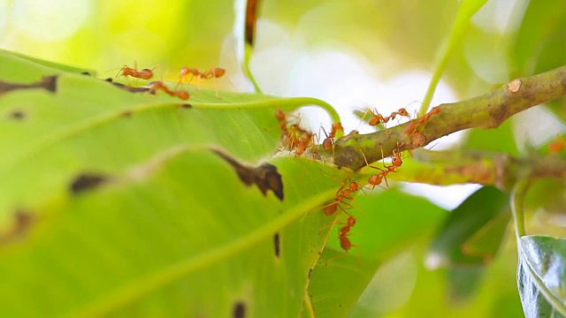 树上的红蚂蚁视频素材