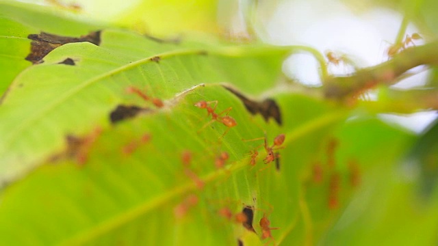 树上的红蚂蚁视频素材