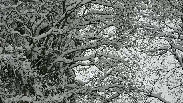 雪花飘落在白雪覆盖的枫树树枝上视频素材