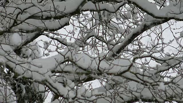 雪花飘落在白雪覆盖的枫树树枝上视频素材