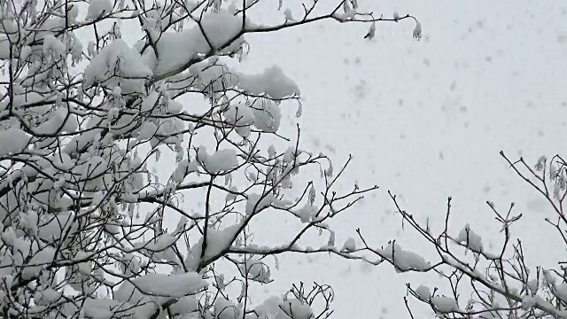 雪花飘落在白雪覆盖的枫树树枝上视频素材