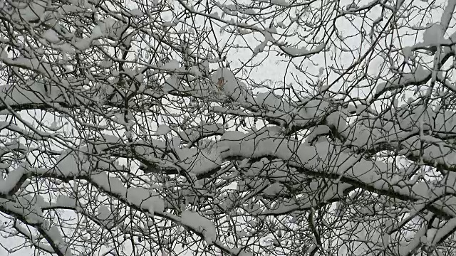 雪花飘落在白雪覆盖的枫树树枝上视频素材